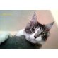 Bine  u Bobby, Maine Coon - Katze