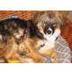 Bingo, Collie-Mischling - Rüde