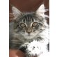 Binz, Maine Coon - Katze