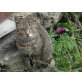 Birba, Europäische Kurzhaarkatze - Katze