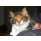 Birba, Langhaarmix, Glückskatze, dreifarbig - Katze