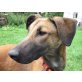 Birgit, Malinois Dobermann - Hündin
