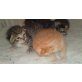 Birma/Hauskatze - Katze