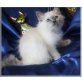 Birma Kätzchen - Katze