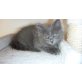 Birma-Perser Mix - Katze