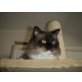 Birma/Ragdoll - Kater