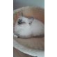 Birma/Ragdoll - Kater
