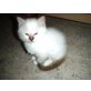 Birma/Ragdoll Mix - Kater
