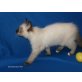 Birma Ragdoll-Neva - Katze