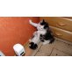Birma-Siam-Perser Katerchen 11 Wochen - Kater