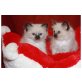 Birma-katzen - Katze