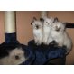 Birma siam mix - Katze