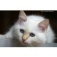 Birmakater Galaxy von Giesenwald, Heilige Birma - Kater