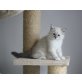 Birmchen, Heilige Birma - Katze