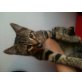 Bis jetzt 'Tieger', Menkun & ? - Kater