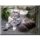 Biscaya, Maine Coon - Katze