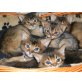 Bischou +Balou, Somali - Kater