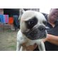 Biscotto  von allen im Stich gelassen, Französische Bulldogge - Rüde