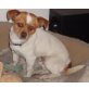 Biscuit, Chihuahua-Mix - Rüde