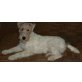 Bisley vd Comthurei, Drahthaar-Foxterrier - Rüde