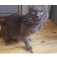 Bismarck, Russisch Blau - Kater