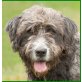 Bisoli, Bouvier-Mix - Rüde