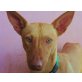 Bito, Podenco - Hündin