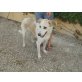 Bitte helfen Sie SALLY (SPA) noch in Spanien - Hündin