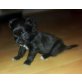 Biwer Yorkshire Terrier Pekinesen Mix  Welpen - Hündin