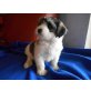 Biyok, Bichon/Yorkie Welpen - Hündin