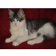 Bizzarro, Maine Coon - Kater