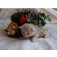 Bjatur, Maine Coon - Kater