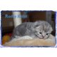 Bkh Kitten in blue-silber und classic tabby s - Katze