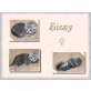 Bkh Kitten noch 1 Katze und 2 kater ab sofort - Kater
