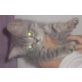 Bkh - Main Coon - Kater
