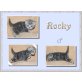 Bkh Wiskas Kitten blue-silber und classic tab - Katze