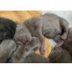 Bkh kitten, Britisch Kurzhaarkatze - Katze