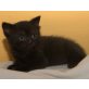 Black Balloon, Britisch Kurzhaarkatze - Kater
