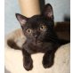 Black Balloon, Britisch Kurzhaarkatze - Kater