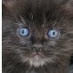Black Beauty, MaineCoon-Euro.Kurzhaar-Mixe - Katze