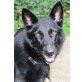 Black Beauty, Mischling - Hündin