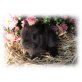 Black Beauty, Teddyzwerge - männlich