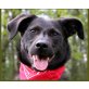 Black Buddy, Kromfohrländer-Mix - Rüde
