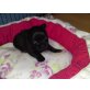 Black Chihuahua Rüde in Lanhaar, Chihuahua langhaariger Schlag Welpen - Rüde