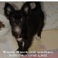 Black, Chihuahua langhaariger Schlag Welpen - Rüde