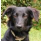 Black Cookie, Mischling - Hündin