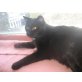 Black-Jack - Kater