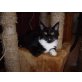 Black Jack , Maine Coon - Kater