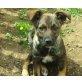 Black-Jack, kleiner mann sucht Familie - Rüde