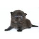 Black Jack und Belle Special Edition, Britisch Kurzhaarkatze - Kater
